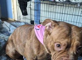 Female pocket bully for sale
