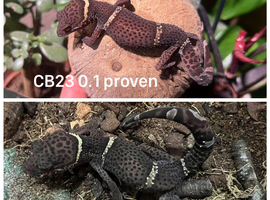 Goniurosaurus hainanensis (Chinese Cave Gecko) female