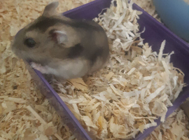 Russian dwarf hamsters