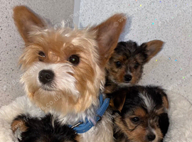 Yorkshire terrier puppies for sale