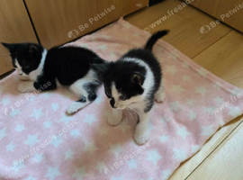 Kittens for sale