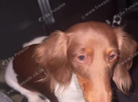 14-MONTH-OLD DACHSHUND BITCH LOOKING FOR&nbsp;A&nbsp;LOVING HOME