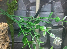 Giant Day Gecko at Birmingham Reptiles