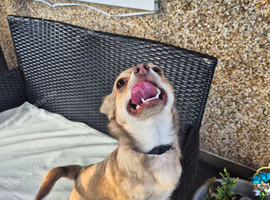 Male chihuahua