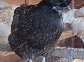 Mixed Breed Hen