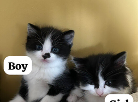 Kittens