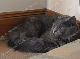 Beautiful Blue Silky Male Kitten