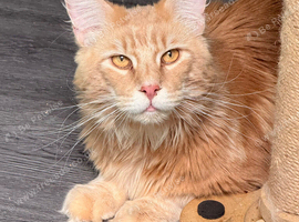 XL Active registered cream tabby boy for sale