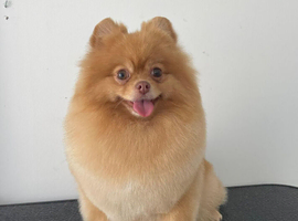 Pomeranian Sweethearts