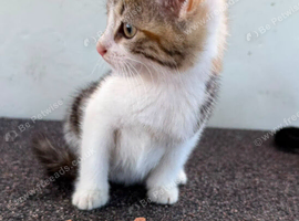Female kitten
