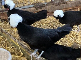 Polish vaccinated point of lay pullets