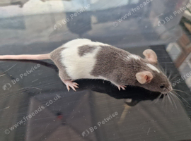 Mix colors mice