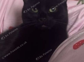 1 year old cat ready for a new home️