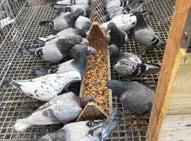 10 young racing pigeons