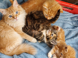 Ragdoll X kittens