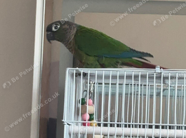 2 baby conures