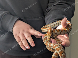 Leopard rat snake