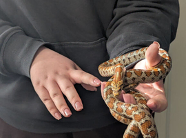 Nice friendly leopard rat snake