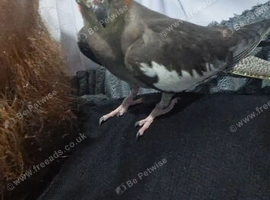 Cockatiel (hand tame)