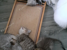 Persian Cross kittens for sale