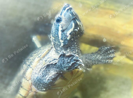 Musk turtle female