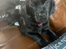 Amazing Goldador pups
