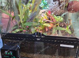 Mourning geckos and full exo terra setup