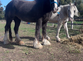 Yearling splashed stepping cob to make 14.2