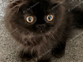 Pedigree registered Persian