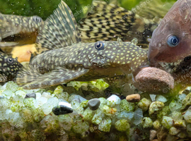 Brown BN Pleco