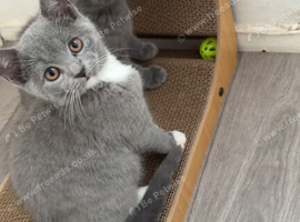 British shorthair kittens British Blues ️