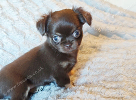 Tiny Russian Chihuahua babies