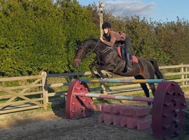 Super fun mare to share