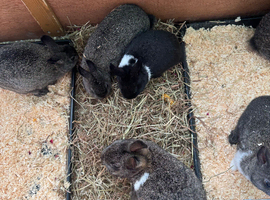 Lion head x lop bunnies