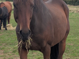 Broodmare with impeccable lines