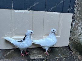 2 Iranian pigeons in blackburn