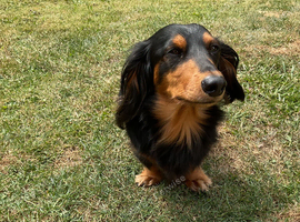 Long haired miniature dachshund for stud