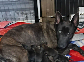 Dutch shepherd cross german shepherd puppies for sale