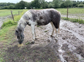 13.2hh 4 year old coloured pony for sale