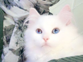 White ragdoll kitten bi color eyes