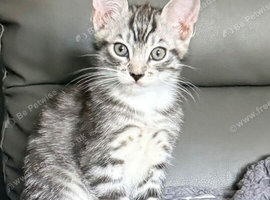 Maine Coon kittens