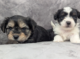 Chorkie puppies for sale