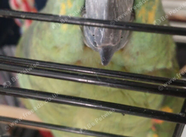Parrot bruno