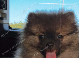 3 month old pomeranian puppy