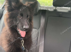 6 month old German shepard
