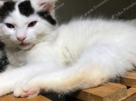 Ragdoll x British short hair