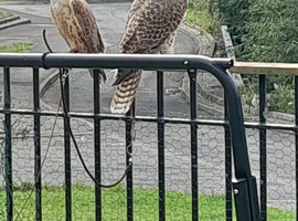 Male and female falco cherrugs