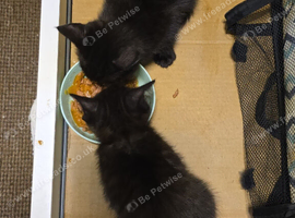 Black kittens