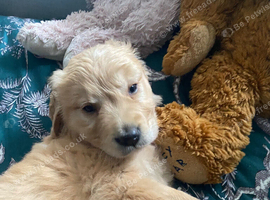 Beautiful Singleton Boy READY TO LEAVE