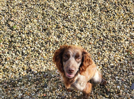 Cocker Spaniel